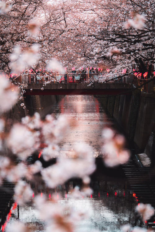 Sakura Season in Japan 2019Photo credits: www.instagram.com/ali.yokota