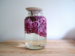 good4youherbals:  time to make lilac water ! this is one of the most amazing drinks in the world . i love having some to uplift the spirit + heal the heart . i take a few sprigs of fully bloomed lilac flowers + place them in cool filtered water . pop