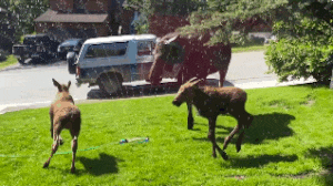living-consciously:  Moose Family Has The Best Day Ever, Thanks To Kind Human Temperatures