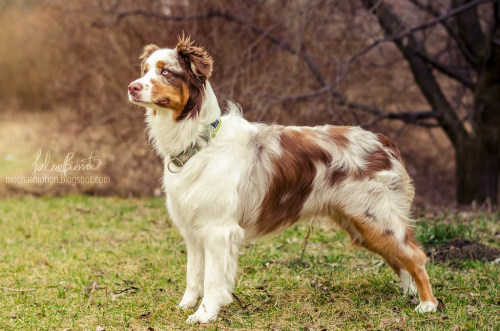 spilltojill-pets-dogs-cats:by Julia Biernat http://flic.kr/p/rBHGFQ
