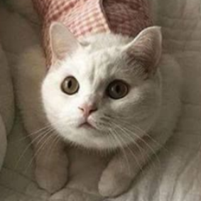 🐚🐬⚓️ — yutapetit: cat icons ♡. like or reblog if you