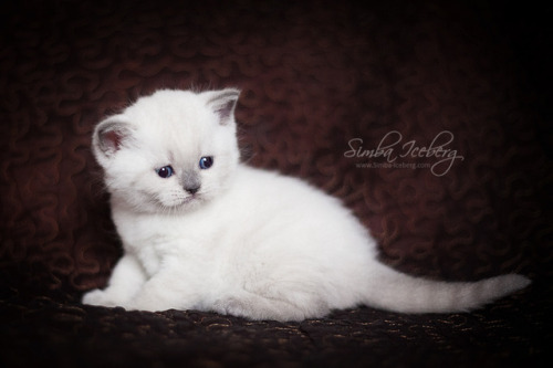 Simba Iceberg Harry ❤ Scottish Straight blue point kitten is 31 days old (d.o.b. 25.03.2017)