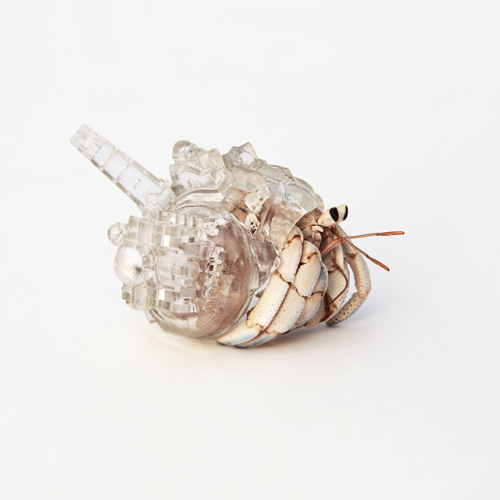 Created in 2009 by Japanese artist Aki Inomata, these fantastic little cityscapes atop hermit crab s