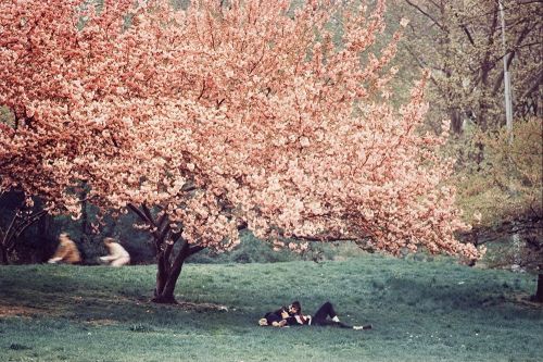 loethlifeyoulivelietelifouloe:Spring in Central Park, New York, USA, 1970. Photography by Ernst Haas.