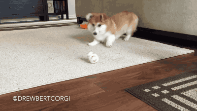 gifsboom:  Drewbert the corgi vs. BB-8. [video] [Drewbert Corgi] 