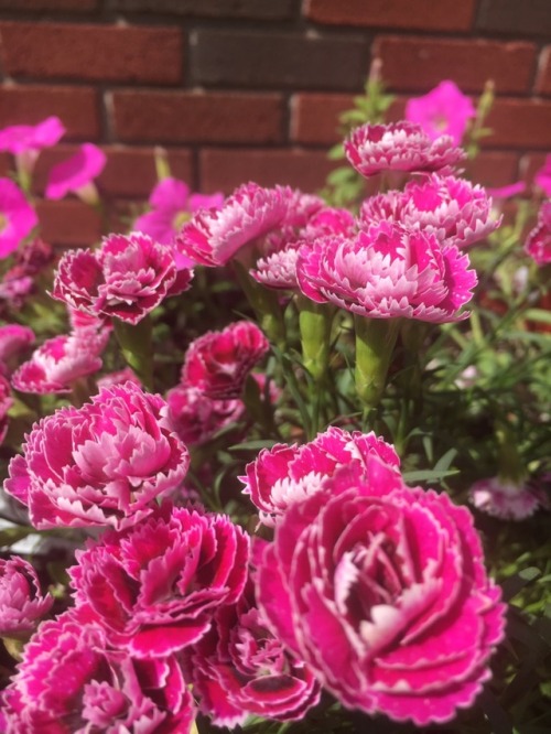 plantsarefriendssometimesfood:ruffle-edged carnations