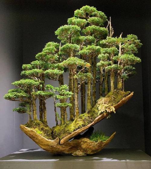 itsmarjudgelove: Bonsai Forest by Masahiko Kimura.