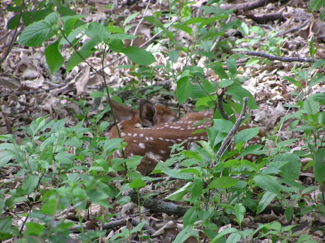 I met this little beauty a few years ago out in the woods.  Mommy deer was out eating