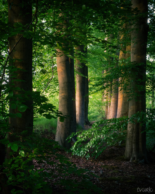 dehanginggarden:Little Forest by tvurk