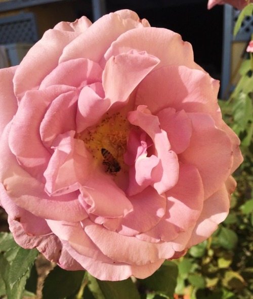 dreamangst: Look at the lil bee pollinating!✨