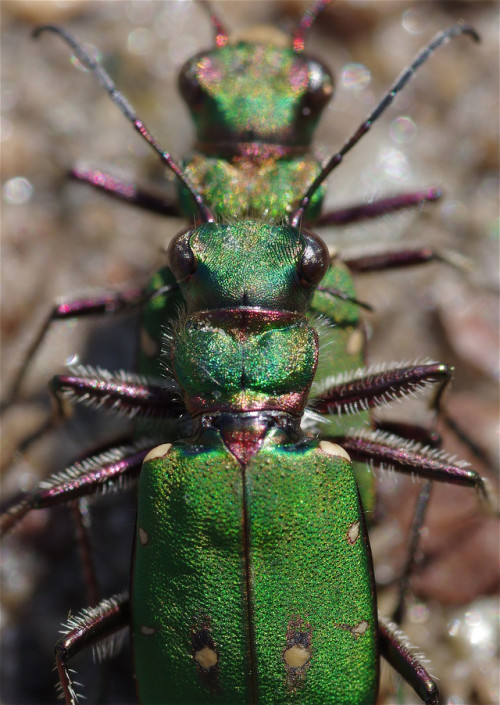 After taking some nice photos of Japanese tiger beetles in Kyoto last year, I&rsquo;ve been keen to 