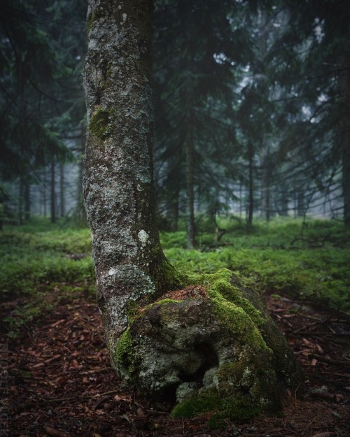 Beech Tree / Forest / Šumava by Rudolf Vlček