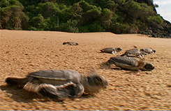 whiny-sugar-glider:  BBC Earth - Africa More gifs of animals. 