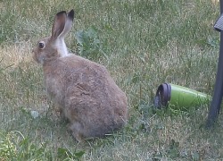 Sometimes I come home to bunnies