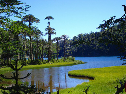 warrenelburrito: Lago Toro in Parque Nacional Huerquehue, Chile