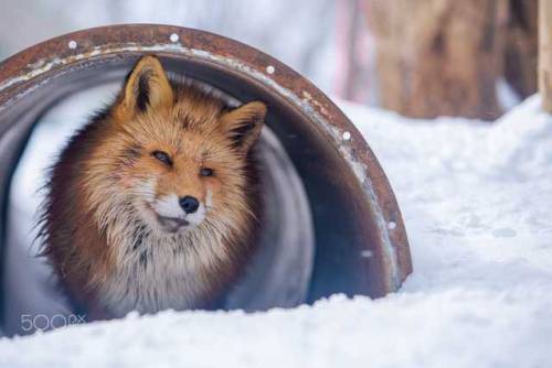 everythingfox:“Inquisitive Red Fox in the Snow“ - By Will Harford