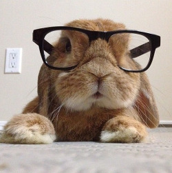 Damn you! Let the rabbits wear glasses!