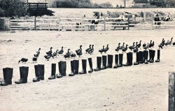 Eleanor Antin - 100 boots, 1971.