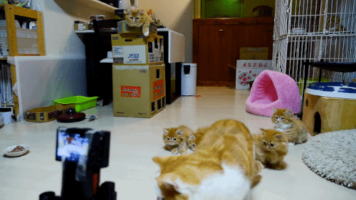 ibi-s:  ネタ画像置き場 - 甲殻類っぽい動きのロボットにひるむ子猫たち