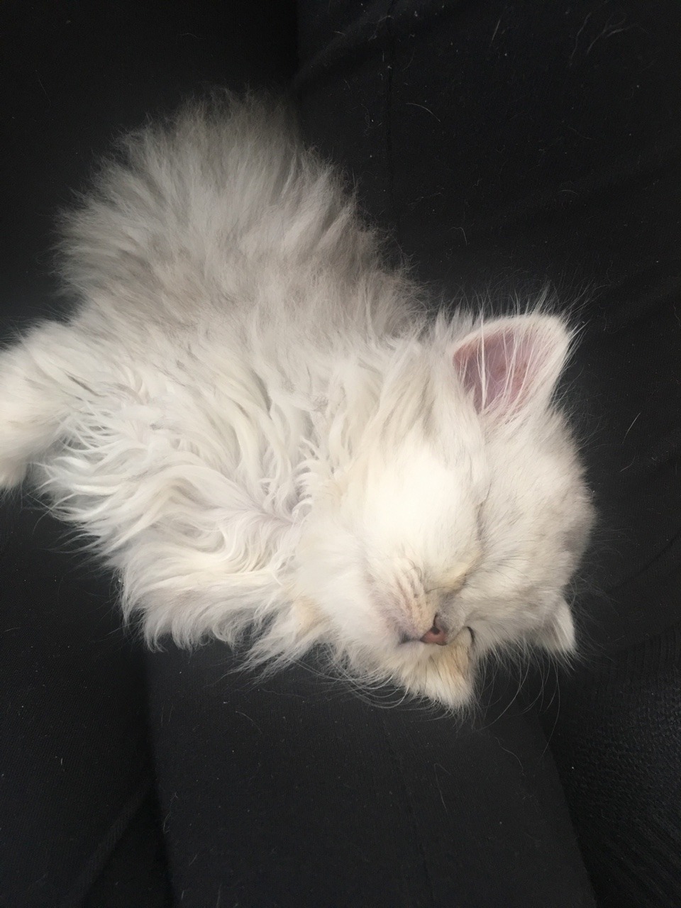 daniqueeninabox:  My brother’s kittens Coffee and Mug