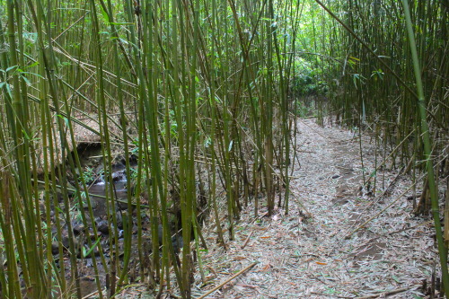 exploring in the bamboo forests of Maui…