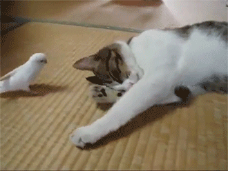 sizvideos:  Bird wakes his best friend…a cat! - Video 
