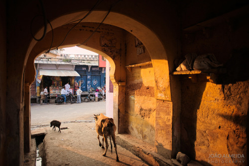 Bundi Streets by “ ” Cow wandering a back alley of Bundi See more photos at: j.mp