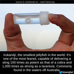mindblowingfactz:    Irukandji, the smallest jellyfish in the world. It’s one of the most feared, capable of delivering a sting 100 times as potent as that of a cobra and 1,000 times as strong as a tarantula. Commonly found in the waters off Australia.