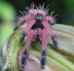 tarantulacuties:  Get more spider stuff from