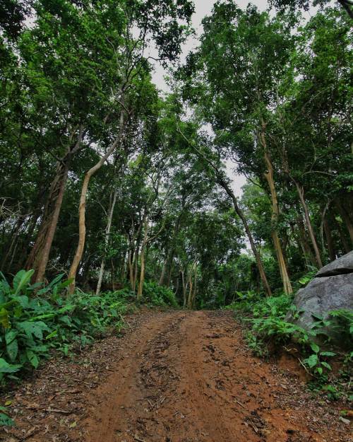 the-yacino:  #forest #Thaïlande #asia #trip #travel #green #vsco #vscocam #photographyy #canon