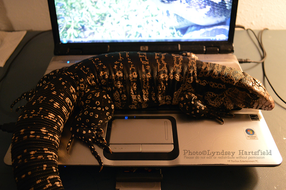 tupinambeast:  I’m renaming this device to ‘slow and frequently malfunctioning