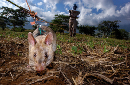 pilcrow-asterism:  awkwardsituationist:  someone in the world is maimed or killed by a landmine every hour. apopo is a not for profit ngo that has spent the last twenty years developing and implementing “hero rats” to clear affected areas of their