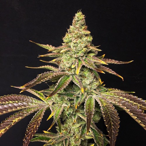 weedporndaily:  🍃🍃Mint Chocolate Chip🍪🍪…A little bit more of that new new finishing up ✌️ #mintchocolatechip ( #cookie x #greenribbonbx ) by exoticgenetix http://ift.tt/1votIzn