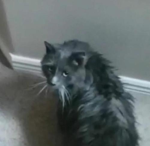 cutecatpics:I gave her a bath Source: TimelessTabloid on catpictures.