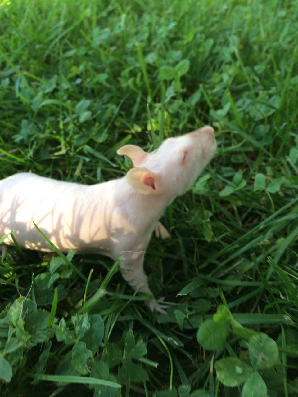 peachtml:  peach likes being outside!!