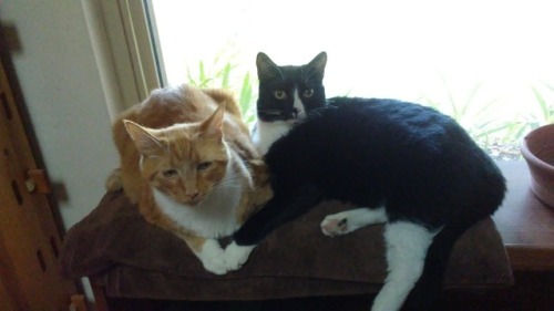 The brothers, Sesame (orange) and Zeus (black n white). Ses is the oldest, a grouchy lovebug. Zeus i