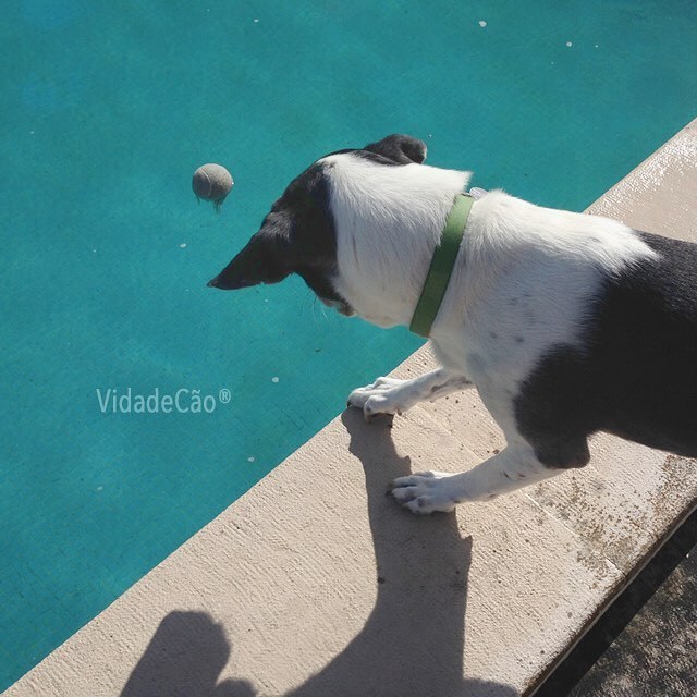 Vida de Cão ®