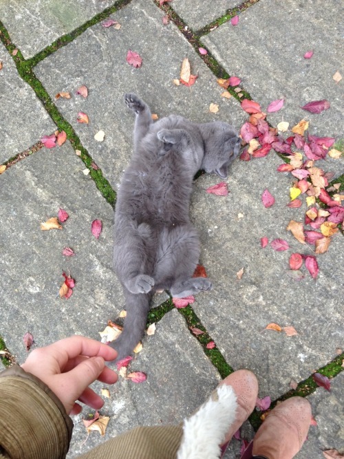 beckyjcampbell:  Appreciate Charlie’s cat