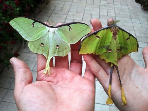 millenianthemums:  meetmeincalifornia:  masterbuildercam:  huffy-lemon:  Please be nice to moths  They spend their whole caterpillar lives thinking theyre going to be beautiful butterflies and then they turn out ugly and everyone hates them. Please be