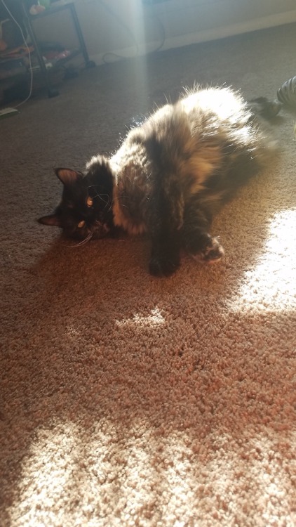 fatcritters:Sun cat
