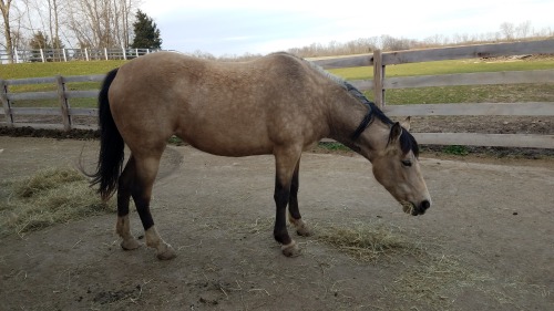 Guess which gorgeous pony wore the saddle blanket tonight!! She only allowed it twice, but instead o