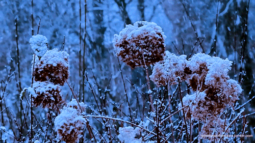 hello-christmas: ❄️ The place for all things Christmas❄️