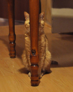 meowoofau:  13 cats failing at hide and seek