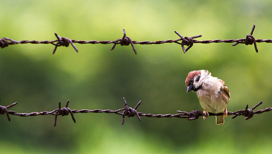 The Great Sparrow Campaign was the start of the greatest mass starvation in history
In 1958, Mao Zedong ordered all sparrows to be killed. As a direct result, millions of people starved to death.