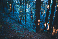 leahberman: blue forest Santa Cruz, California