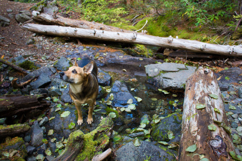 magdaliciate: Bull of the Woods Wilderness, Oregon Full Album: flic.kr/s/aHskmUar4j