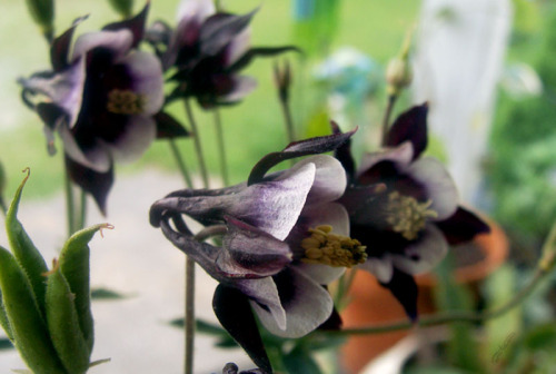 frolicingintheforest:I got some BLACK Columbine today! (: Yay! Columbine is one of my very favorite 