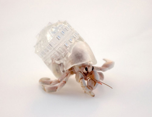 therhumboogie:By Aki Inomata, quite literally taking the hermit crabs ability for carrying their hom