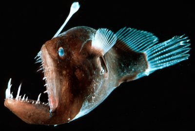 bogleech:byasuga:bogleech:sabertoothwalrus:sabertoothwalrus:sometimes I think about how red is the first color in the visible light spectrum to be absorbed in ocean waterand how many deep-sea creatures evolved to be red as a stealth adaptation, making