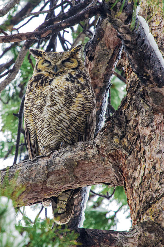 glenny-boy: glenny-boy: love it when owls fall asleep\rest and their facial disk gets all squished up like this 